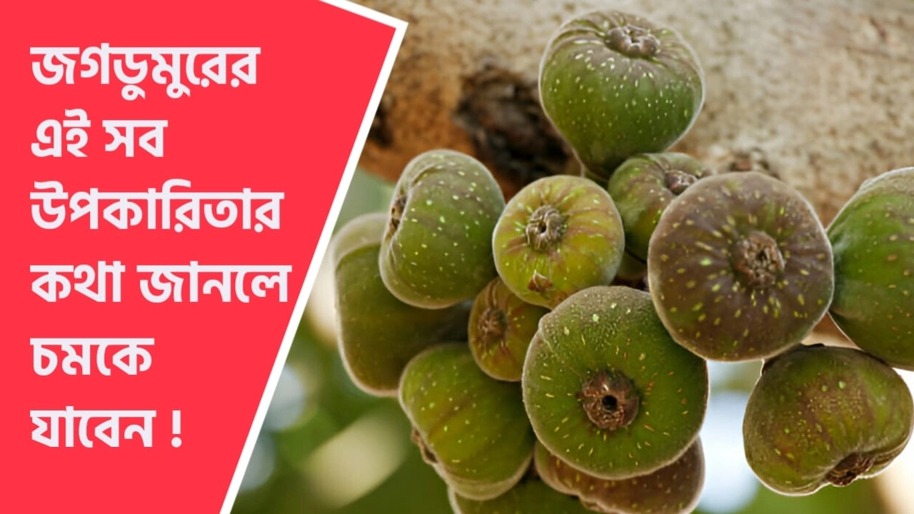 জগডুমুরের উপকারিতা