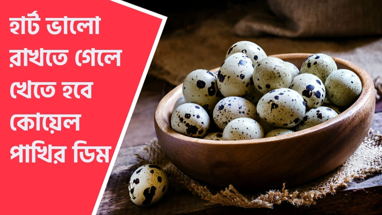 কোয়েল পাখির ডিম