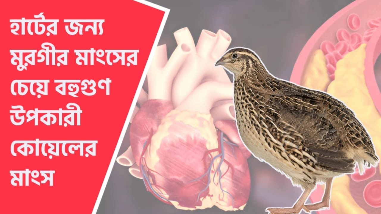 মুরগীর মাংস বনাম কোয়েলের মাংস